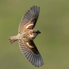 Attēlu rezultāti vaicājumam “Passer domesticus male”