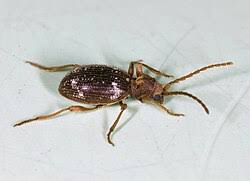 Attēlu rezultāti vaicājumam “Ptinus sp. female”