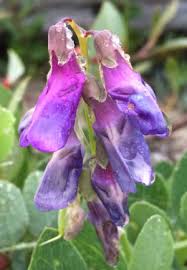 Attēlu rezultāti vaicājumam “Lathyrus japonicus subsp. maritimus flower”