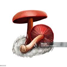 Attēlu rezultāti vaicājumam “Cortinarius sanguineus”