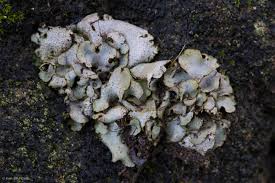 Attēlu rezultāti vaicājumam “Dermatocarpon miniatum”