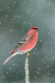 Attēlu rezultāti vaicājumam “Pinicola enucleator adult”