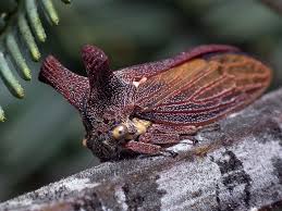 Attēlu rezultāti vaicājumam “Membracidae”