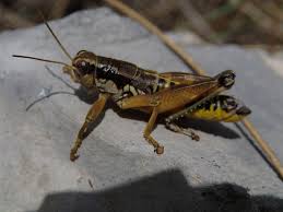 Attēlu rezultāti vaicājumam “Podisma pedestris”