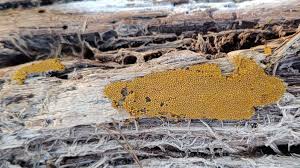 Attēlu rezultāti vaicājumam “Trichia scabra”