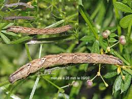 Attēlu rezultāti vaicājumam “Catarhoe rubidata”