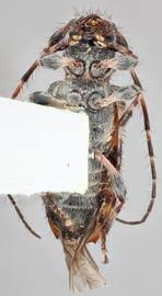 Attēlu rezultāti vaicājumam “Pogonocherus hispidulus”