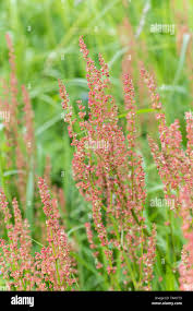 Attēlu rezultāti vaicājumam “Rumex acetosa leaf”