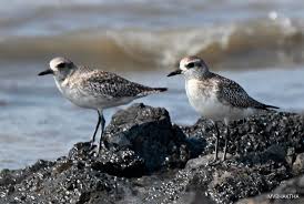 Attēlu rezultāti vaicājumam “Pluvialis squatarola”