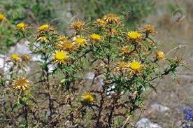 Attēlu rezultāti vaicājumam “Carlina vulgaris”