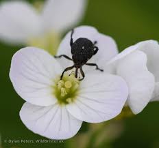 Attēlu rezultāti vaicājumam “Mononychus punctumalbum”