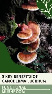 Attēlu rezultāti vaicājumam “Ganoderma lucidum”