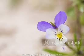 Attēlu rezultāti vaicājumam “Viola tricolor subsp. curtisii flower”