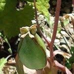 Attēlu rezultāti vaicājumam “Tulipa sylvestris fruit”
