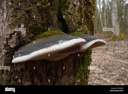 Attēlu rezultāti vaicājumam “Phellinus populicola”
