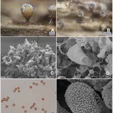 Attēlu rezultāti vaicājumam “Badhamiopsis macrospora spores”