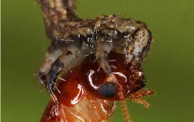 Attēlu rezultāti vaicājumam “Eupithecia lanceata”