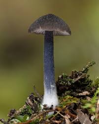 Attēlu rezultāti vaicājumam “Lentaria sp.”