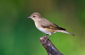 Attēlu rezultāti vaicājumam “Sylvia borin”