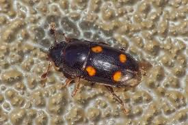 Attēlu rezultāti vaicājumam “Glischrochilus hortensis”