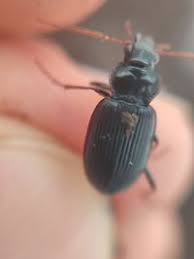 Attēlu rezultāti vaicājumam “Nebria brevicollis”