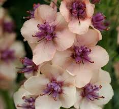 Attēlu rezultāti vaicājumam “Verbascum nigrum flower”