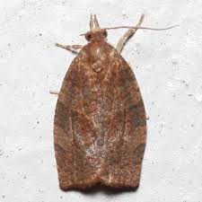 Attēlu rezultāti vaicājumam “Pandemis heparana”