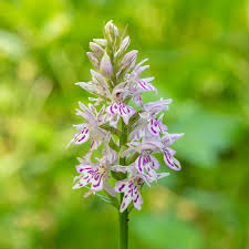 Attēlu rezultāti vaicājumam “Dactylorhiza fuchsii flower”