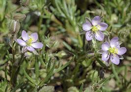 Attēlu rezultāti vaicājumam “Spergularia rubra”