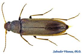 Attēlu rezultāti vaicājumam “Melandryidae”