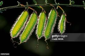 Attēlu rezultāti vaicājumam “Cytisus scoparius fruit”