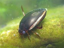 Attēlu rezultāti vaicājumam “Ilybius sp.”