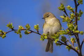 Attēlu rezultāti vaicājumam “Phylloscopus collybita”