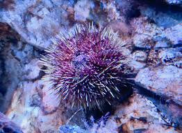 Image result for Strongylocentrotus droebachiensis