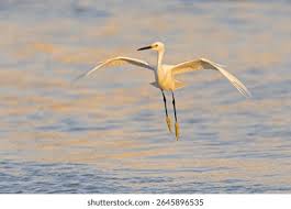 Image result for Egretta thula