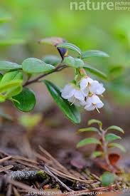 Attēlu rezultāti vaicājumam “Vaccinium vitis-idaea flower”
