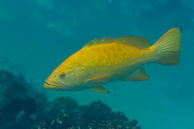 Image result for Mycteroperca olfax