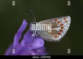 Attēlu rezultāti vaicājumam “Aricia artaxerxes  underside”