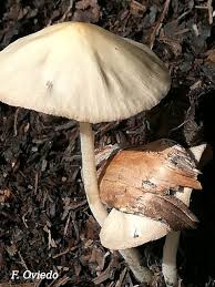 Attēlu rezultāti vaicājumam “Collybia sp.”
