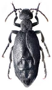 Attēlu rezultāti vaicājumam “Meloe sp. imago”