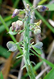 Attēlu rezultāti vaicājumam “Muscari neglectum”