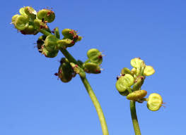 Attēlu rezultāti vaicājumam “Hydrocotyle vulgaris bud”