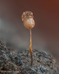 Attēlu rezultāti vaicājumam “Cribraria splendens macro”