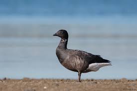 Attēlu rezultāti vaicājumam “Branta bernicla”