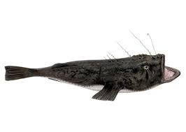 Image result for Lophius americanus