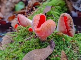 Attēlu rezultāti vaicājumam “Sarcoscypha austriaca”