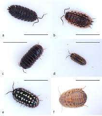 Attēlu rezultāti vaicājumam “Oniscoidea”