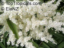 Attēlu rezultāti vaicājumam “Sorbaria sorbifolia flower”