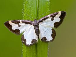 Attēlu rezultāti vaicājumam “Lomaspilis marginata”
