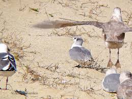 Attēlu rezultāti vaicājumam “Rissa tridactyla adult”